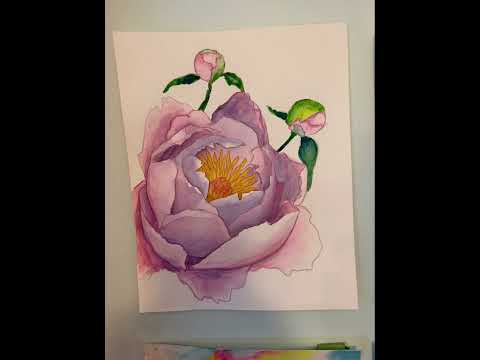 Watercolor Peony Blossom  8